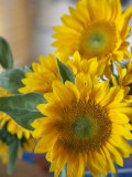 Sunny Sunflower II