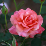 Sweet Rose I