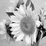 Sunny Sunflower II