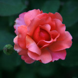Sweet Rose II