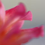 Petal Closeup III
