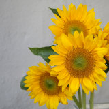 Sunflower Bouquet