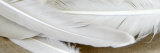 White Feathers