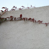 Vine Elegance I