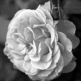 Delicate Petals II