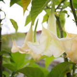 Trumpet Blooms