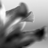 Petal Closeup III