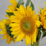 Sunny Sunflower IV