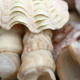 Shells I