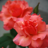 Candy Rose