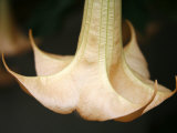 Trumpet Flower Single I