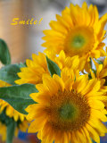 Smile: Sunny Sunflower