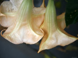 Trumpet Flowers Double