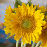 Sunny Sunflower I