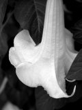 Trumpet Flower II