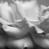 Rose Petals II
