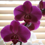 Purple Orchids III