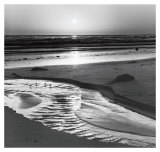Birds on a Beach
