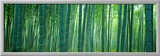 Bamboo Forest  Sagano  Kyoto  Japan