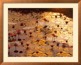 Lotus Pond