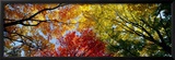Colorful Trees in Fall  Autumn  Low Angle View
