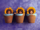 Sunflower Trio