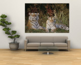 A Portrait of Two Captive Siberian Tigers