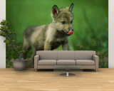 A Gray Wolf Cub Licks His Nose