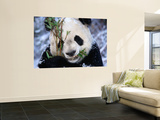 Panda Eating Bamboo in the Wolong Valley at the Sleepy Dragon Nature Reserve  Sichuan  China