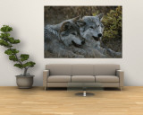 Two Gray Wolves  Canis Lupus  Rest after Playing with a Stick