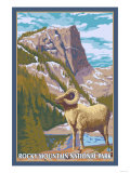 Big Horn Sheep  Rocky Mountain National Park
