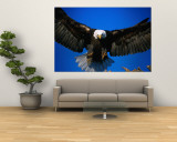 Bald Eagle (Haliaeetus Leucocephalus)  USA