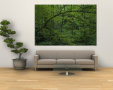 A Lush Green Eastern Woodland View