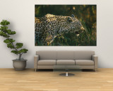 A Leopard Stalks its Prey