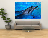 Dolphins with Heads Out of Water  Hamilton Island  Queensland  Australia
