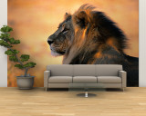 Adult Male African Lion
