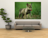 A Gray Wolf Cub Licks His Nose