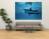 A Pair of Spotted Dolphins