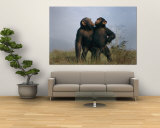 A Pair of Orphan Chimpanzees