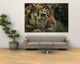 A Sumatran Tiger in the Asian Domain Exhibit