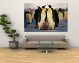 Emperor Penguins with Chick  Dawson-Lambton Glacier  Weddell Sea  Antarctica