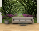 A Beautiful Pathway Lined with Trees and Purple Azaleas