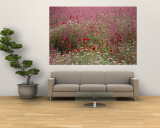 Wildflower Farming on a Kibbutz in Springtime