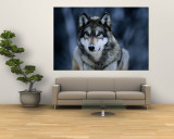 Gray Wolf at the International Wolf Center Near Ely