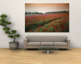 Farming Poppies on a Kibbutz