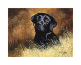 Black Labrador
