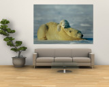 A Polar Bear Cub Rests Comfortably Atop the Back of His Mother