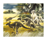 Kangaroo