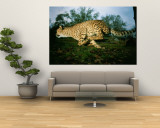 An African Cheetah Runs at the Home of its Owner