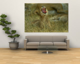 A Small Lion Cub Raises its Head into the Air and Yawns
